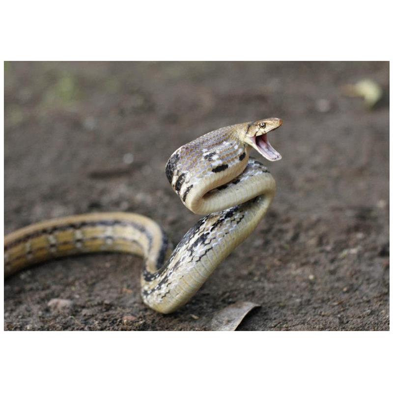 Sarpe Elaphe radiata (Radiated ratsnake) - imagine 4